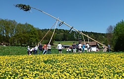 Brauchtumspflege Maibaumaufstellen